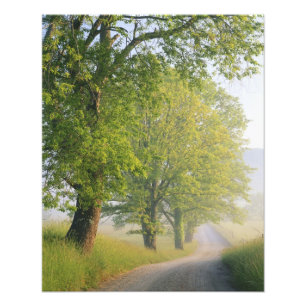 Nebelbedeckte Straße, Cades Cove, Great Smoky Fotodruck