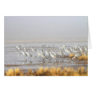 Nebelhafte Sandhill Kräne