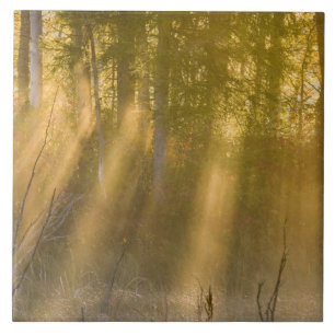 Nebeliger Sonnenaufgang im Tamarac NWR bei Detroit Fliese