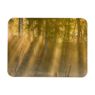 Nebeliger Sonnenaufgang im Tamarac NWR bei Detroit Magnet
