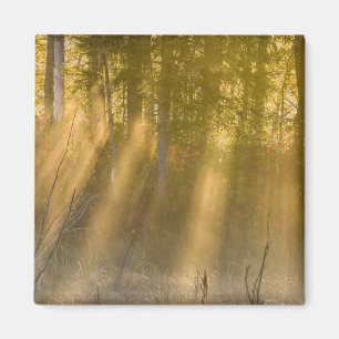Nebeliger Sonnenaufgang im Tamarac NWR bei Detroit Magnet