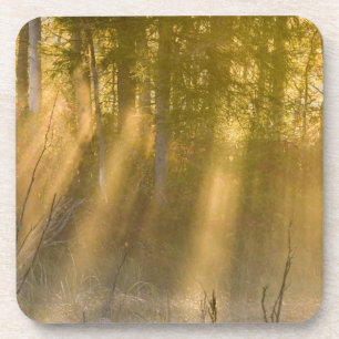 Nebeliger Sonnenaufgang im Tamarac NWR bei Detroit Untersetzer