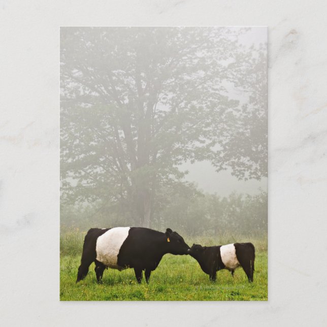 Nebelkuh, die ihr die Mütterkuh der gelblichen Sch Postkarte (Vorderseite)