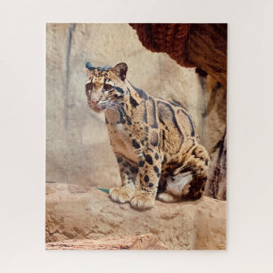 Nebelparder Bild Natur Wildleben exotisch