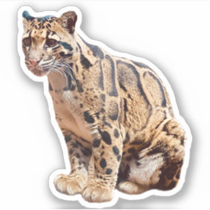 Nebelparder Bild Natur Wildleben exotisch Aufkleber
