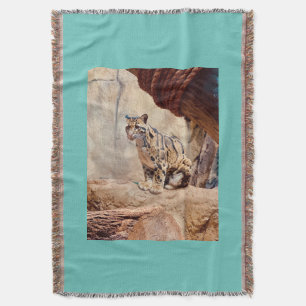 Nebelparder Bild Natur Wildleben exotisch Decke