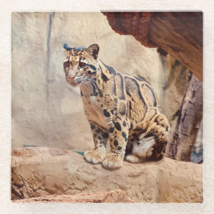 Nebelparder Bild Natur Wildleben exotisch Glasuntersetzer