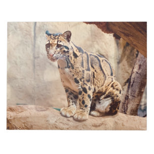 Nebelparder Bild Natur Wildleben exotisch Notizblock