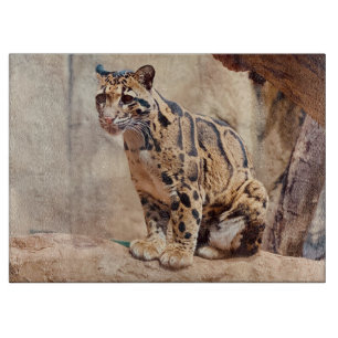 Nebelparder Bild Natur Wildleben exotisch Schneidebrett