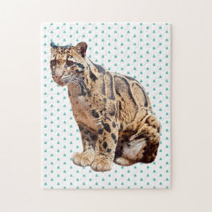 Nebelparder-Foto Dschungel große Katze Tier  