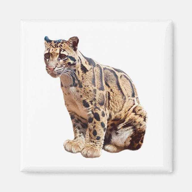 Nebelparder-Foto Dschungel Großkatze Tier   Magnet (Vorne)