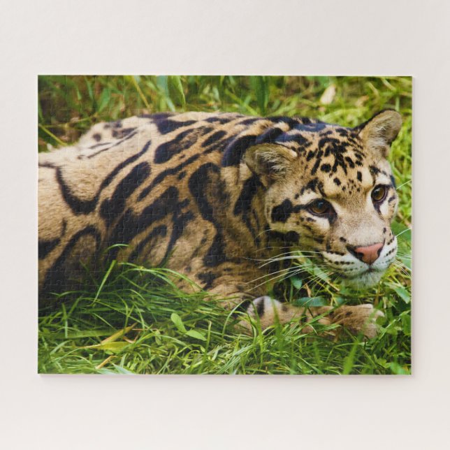 Nebelparder Großkatzen. (Horizontal)