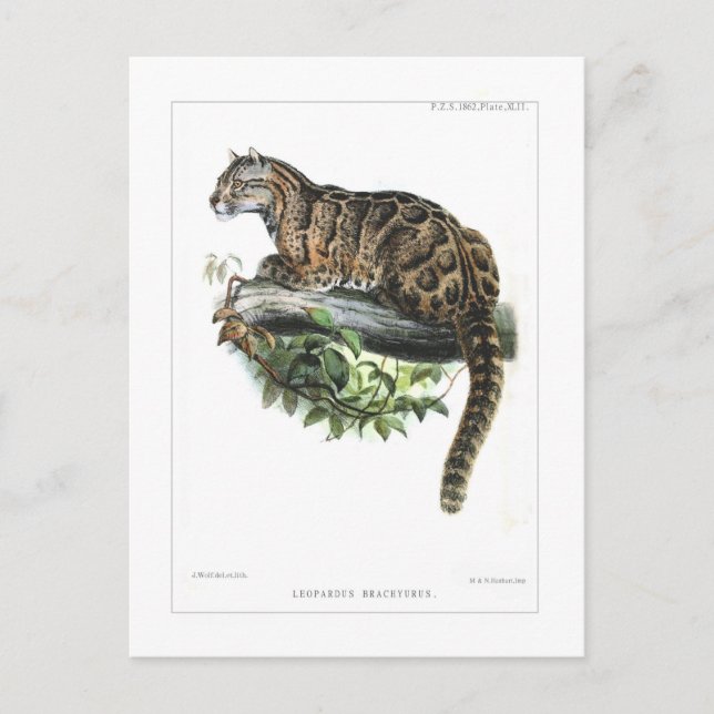 Nebelparder Postkarte (Vorderseite)