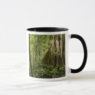 Nebelwald, Bosque de Paz, Costa Rica Tasse