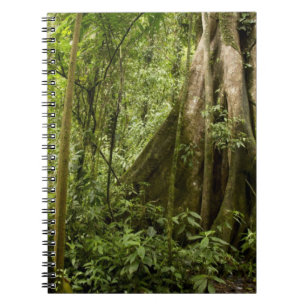Nebelwald, Peace Rain Forest, Costa Rica Notizblock