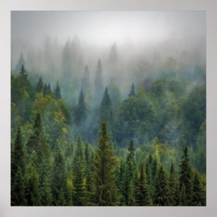 Nebelwälder Poster