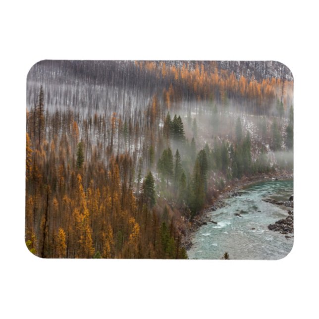 Nebelwalzen in den Lärchenbaumen des Herbstes Magnet (Horizontal)