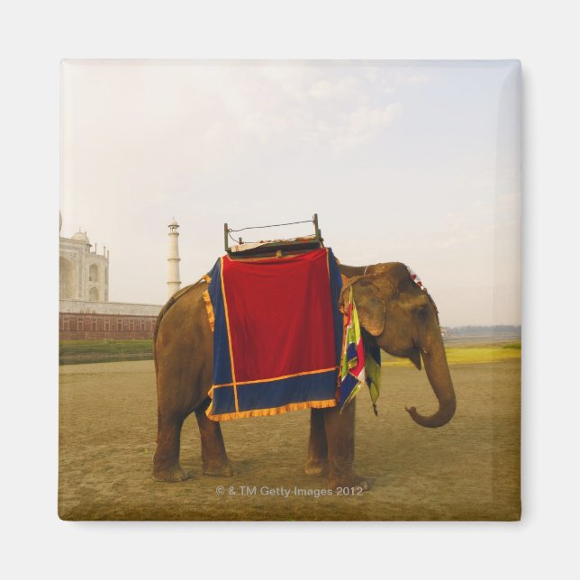 Nebenprofil eines Elefanten, Taj Mahal, Indien Magnet (Vorne)