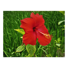 "Nebraskan-Hibiskus" Fotodruck
