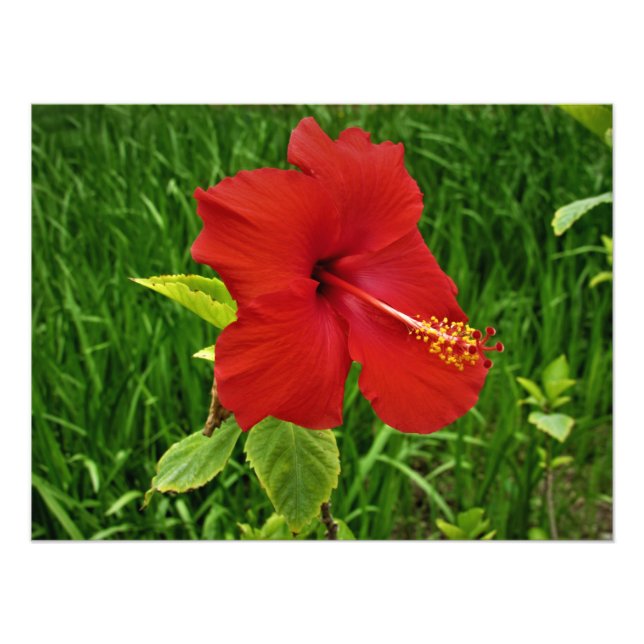 "Nebraskan-Hibiskus" Fotodruck (Vorne)