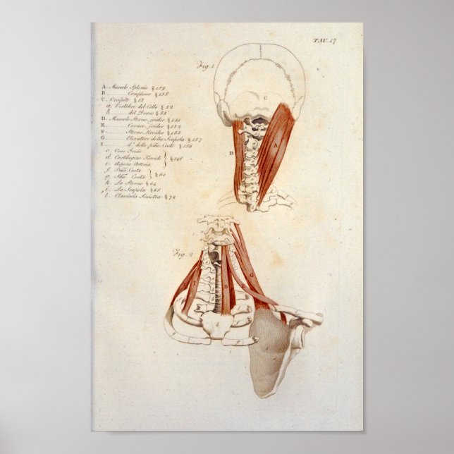 Neck Zervikale Wirbelsäule Muskelanatomie Druck Poster (Vorne)