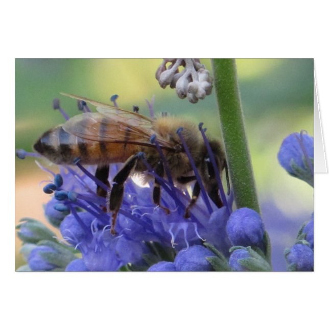 Nectar potable d'abeille (Devant Horizontal)