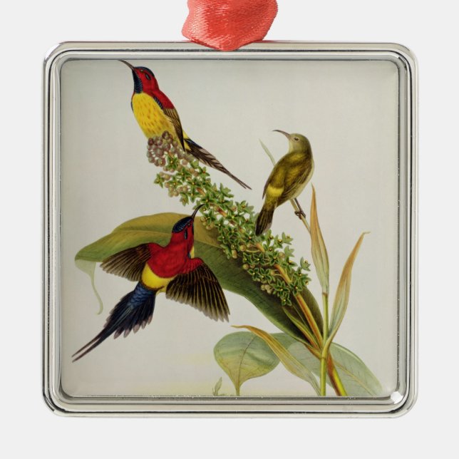 Nectarinia Gouldae Silbernes Ornament (Vorne)