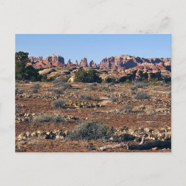 Needles vom Pothole Point Trail Canyonlands Postkarte (Vorderseite)