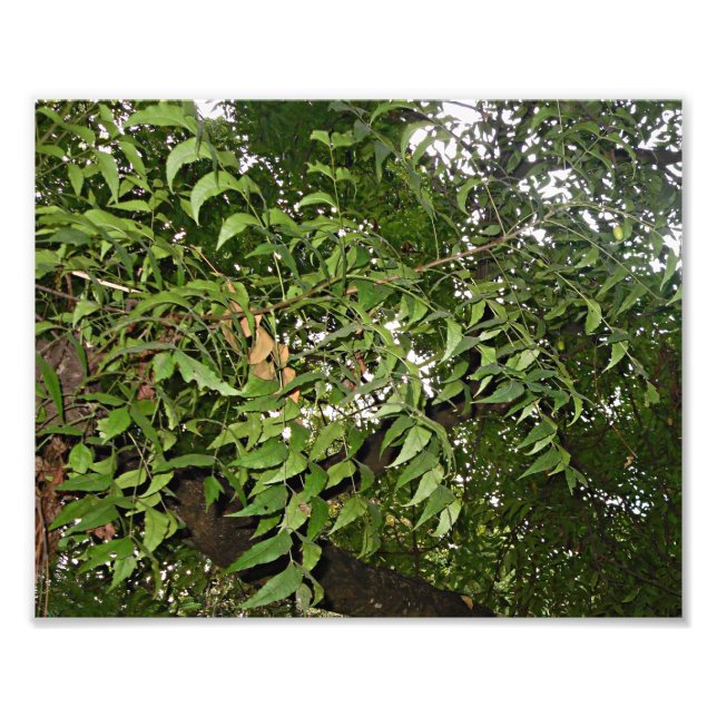 Neem tree Azadirachta indica Fotodruck (Vorne)