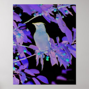 Negativer Filmeffekt Waxwing Bird Animal Poster