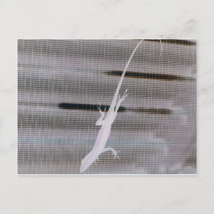 Negatives Bild einer Eidechse auf einem Fenster Postkarte
