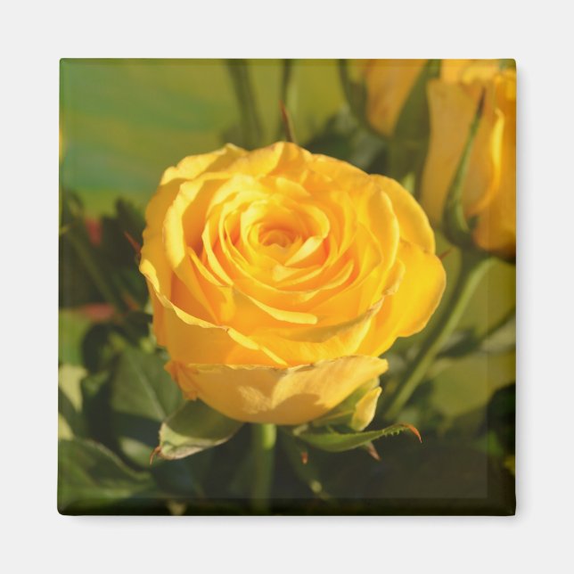 Nehmen Sie sich Zeit, um die gelbe Rose zu riechen Magnet (Vorne)