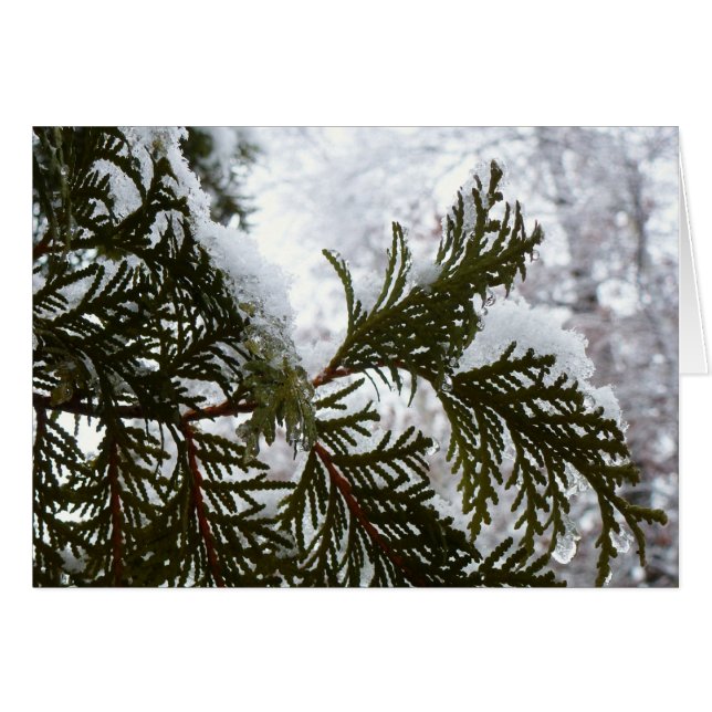 Neige sur les branches À feuillage persistant (Devant Horizontal)