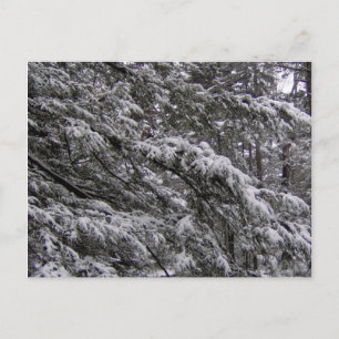 Neige sur les branches d'arbres Carte postale - Aj
