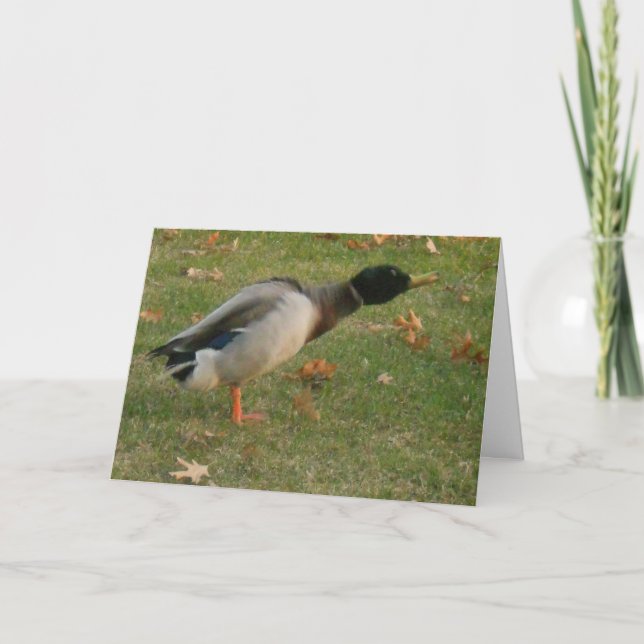 "Neighborhood Mallard Shaking" Dankeschön Karte (Vorderseite)