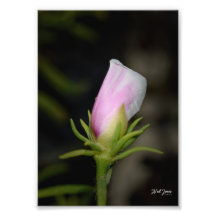 Neil Jones Fotografy - Geburt einer Rose