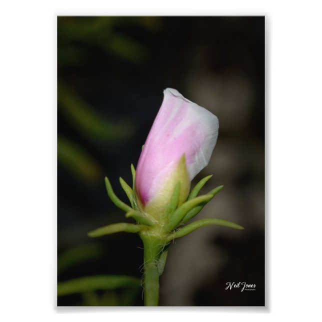 Neil Jones Fotografy - Geburt einer Rose Fotodruck (Vorne)