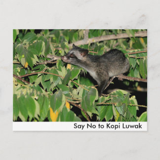 Nein zu Kopi Luwak Postcard Postkarte