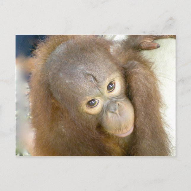 Nein zur Grausamkeit Postkarte (Vorderseite)