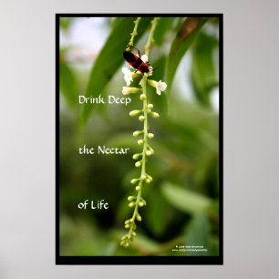 Nektar des Lebens Poster