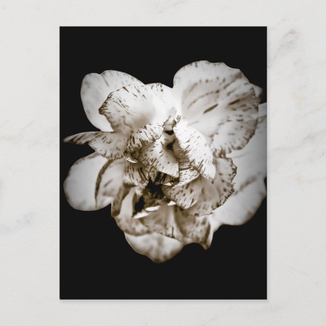 Nelke Postkarte (Vorderseite)