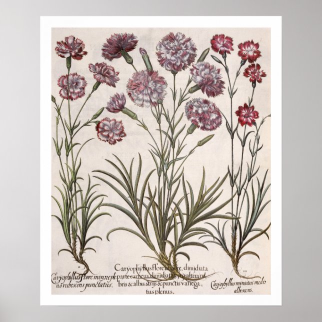 Nelken: 1.Caryophyllus flore majore; 2. Karyop Poster (Vorne)