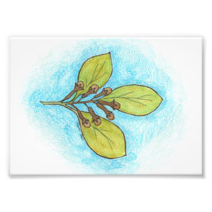 Nelken-Illustrations-Foto-Druck Fotodruck