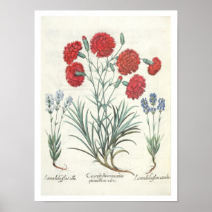 Nelken und Lavendel: 1.Caryophyllus maximus pl Poster