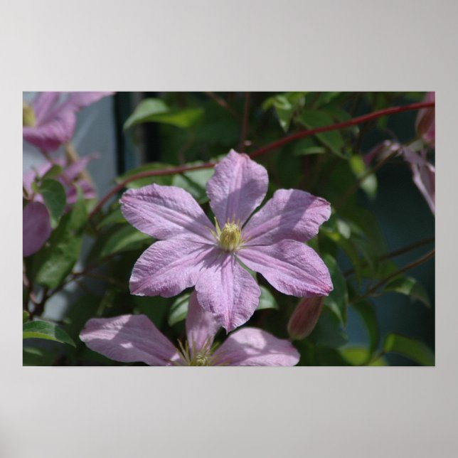 Nelly Moser Clematis 2009 Poster (Vorne)