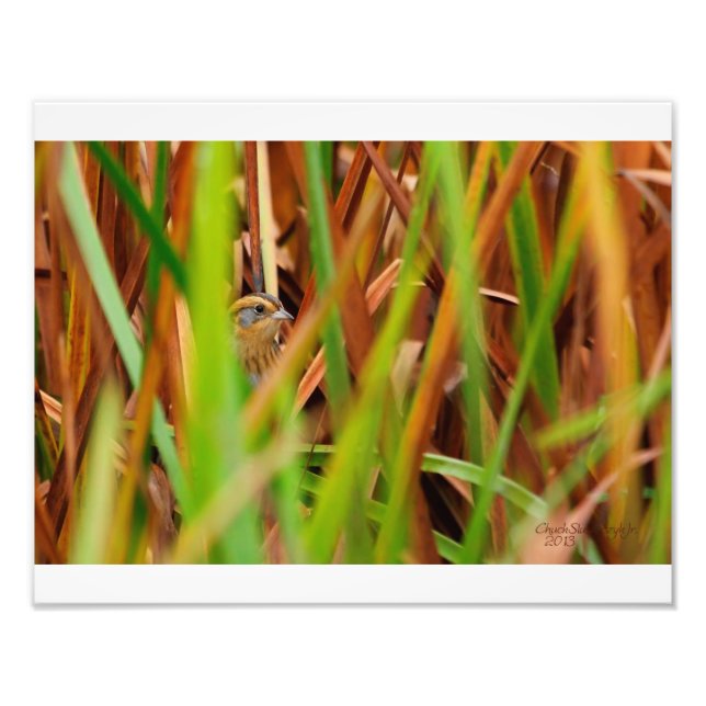 Nelsons Sparrow pinkelt durch Cattails Fotodruck (Vorne)