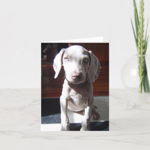 NelsonTheDog Karte