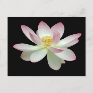 Nelumbo nucifera postkarte