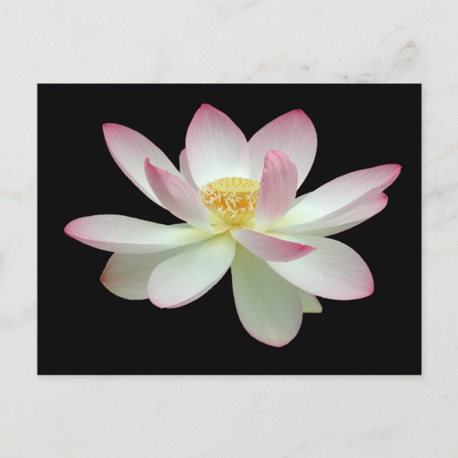 Nelumbo nucifera postkarte (Vorderseite)