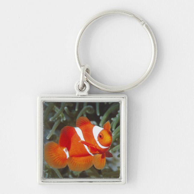 nemo Fische Schlüsselanhänger (Vorne)
